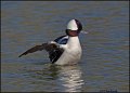 _2SB2068 bufflehead drake